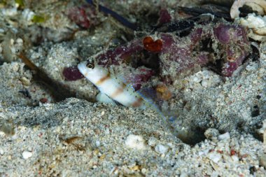 Steinitzi karides-goby Amblyeleotris steinitzi