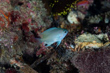 Siyah nokta Pomacentrus stigma