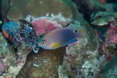 Prenses Pomacentrus vaiuli