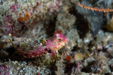 Morrison 'ın Dragonet Synchiropus Morrisoni' si