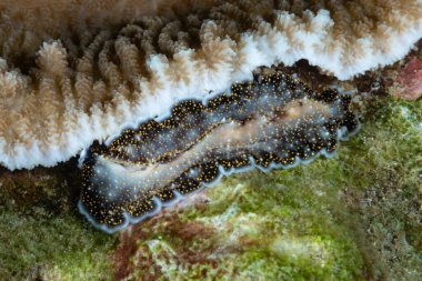 Yassı solucan Acanthozoon albopunctatus Filipinler