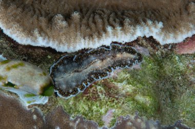 Yassı solucan Acanthozoon albopunctatus Filipinler