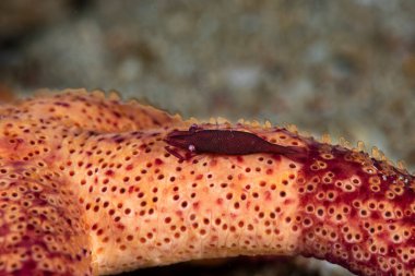 Denizyıldızı Açıklama Karidesi Zenopontonia sorusu