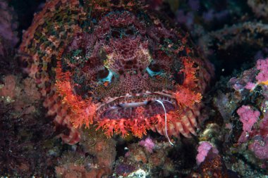 Papua Akrep Balığı Scorpaenopsis papuensis