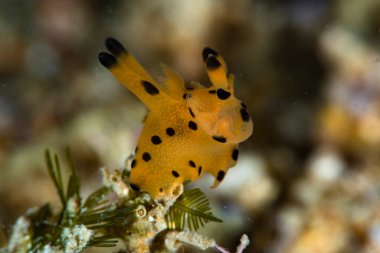 Çıplaklar kampı şubesi. 2