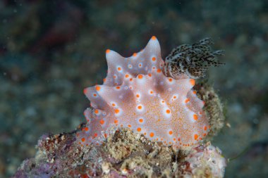 Çıplak Halgerda batangas Filipinleri