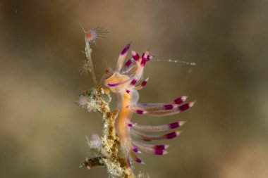 Arzu edilen Flabellina Coryphellina exoptata