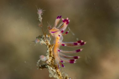 Arzu edilen Flabellina Coryphellina exoptata
