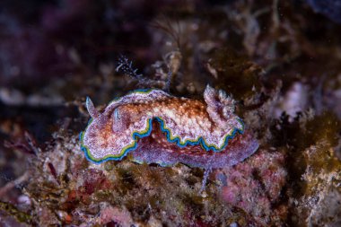 Çıplak Glossodoris acosti Filipinler