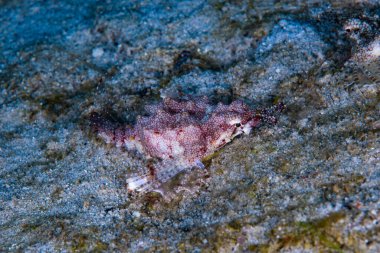 Ejderha deniz güvesi Eurypegasus draconi