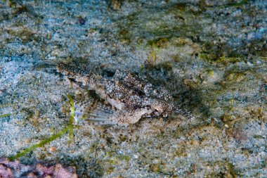 Ejderha deniz güvesi Eurypegasus draconi