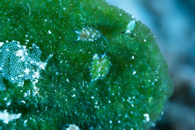 Tavşan Sapanı Sümüklüböceği Costasiella usag