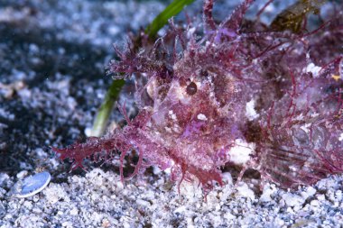 Ambon Akrep Balığı Pteroidichthys amboinensis