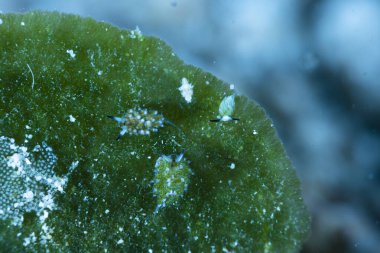 Tavşan Sapanı Sümüklüböceği Costasiella usag