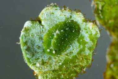 Deniz Sümüklüböcek Elysia sp.