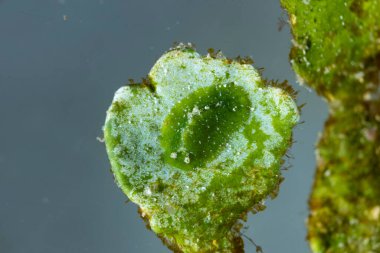 Deniz Sümüklüböcek Elysia sp.