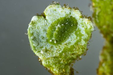 Deniz Sümüklüböcek Elysia sp.