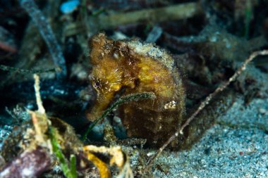 Estuary Seahorse Hipokampus kuda