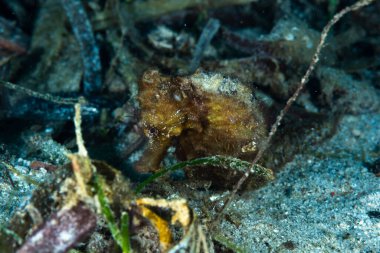 Estuary Seahorse Hipokampus kuda