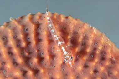 Cüce Goby Bryaninops..