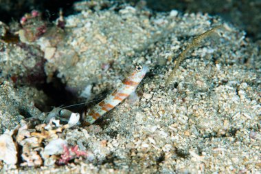 Geniş bantlı Karides-Goby Amblyeleotris periophthalma