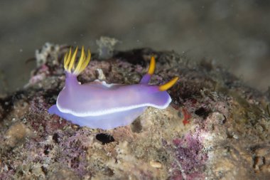 Çıplak Hypselodoris apolegma Filipinleri