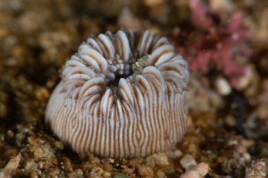 Yalnız Mercan Heterocyathus a equicostatus