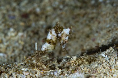 Queensland Denizatı Hipokampüs Spinosissimus Juvenile