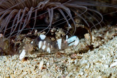 Açıklama Karides Ansiklomenes sp.