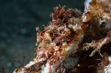Tasseled Scorpionfish Scorpaenopsis oxycephala