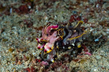 Gösterişli Mürekkep Balığı Metasepia pfefferi