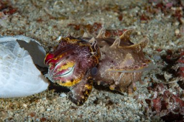 Gösterişli Mürekkep Balığı Metasepia pfefferi