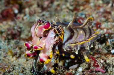 Gösterişli Mürekkep Balığı Metasepia pfefferi