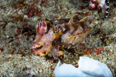 Gösterişli Mürekkep Balığı Metasepia pfefferi