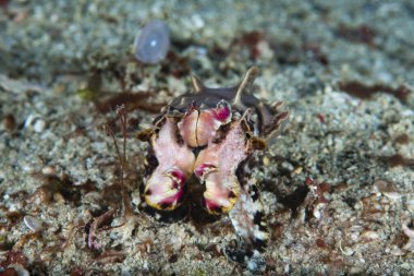 Gösterişli Mürekkep Balığı Metasepia pfefferi
