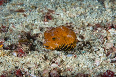 Yıldız Puffer Arothron stellatus Juvenile