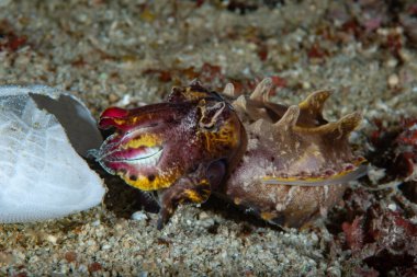 Gösterişli Mürekkep Balığı Metasepia pfefferi