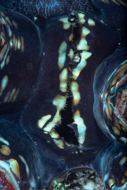 Dev istiridye Tridacna sp.