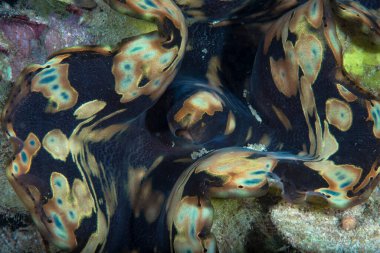 Dev istiridye Tridacna sp.
