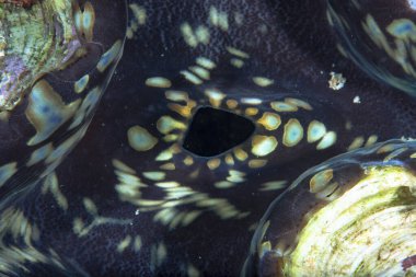 Dev istiridye Tridacna sp.