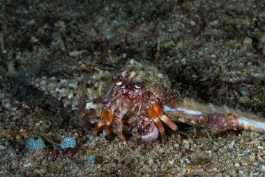 Münzevi Yengeç cinsi Dardanus, Solak Yengeç Ailesi Diogenidae 'nin bir üyesidir.