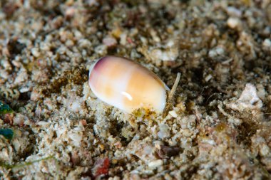 Cowry Oliva Carneola Filipinleri