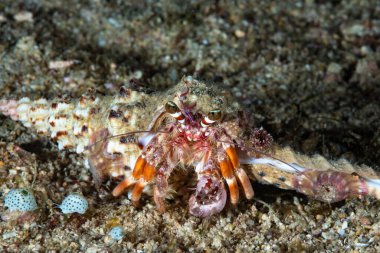 Münzevi Yengeç cinsi Dardanus, Solak Yengeç Ailesi Diogenidae 'nin bir üyesidir.