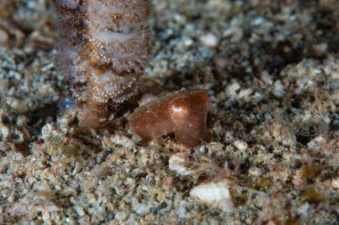 Genç Mürekkep Balığı Manado Endonezya