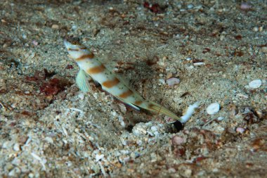 Steinitzi karides-goby Amblyeleotris steinitzi