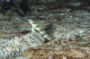 Steinitzi karides-goby Amblyeleotris steinitzi