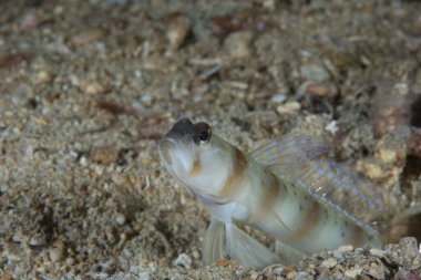Masui 'nin Shrimpgoby Amblyeleotris masuii
