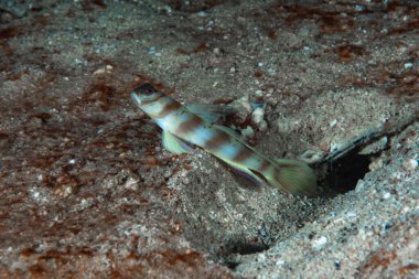Steinitzi karides-goby Amblyeleotris steinitzi