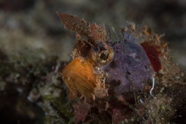 Mozambik Akrep Balığı Parascorpaena Mossambica