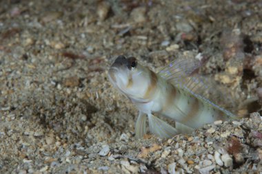 Masui 'nin Shrimpgoby Amblyeleotris masuii